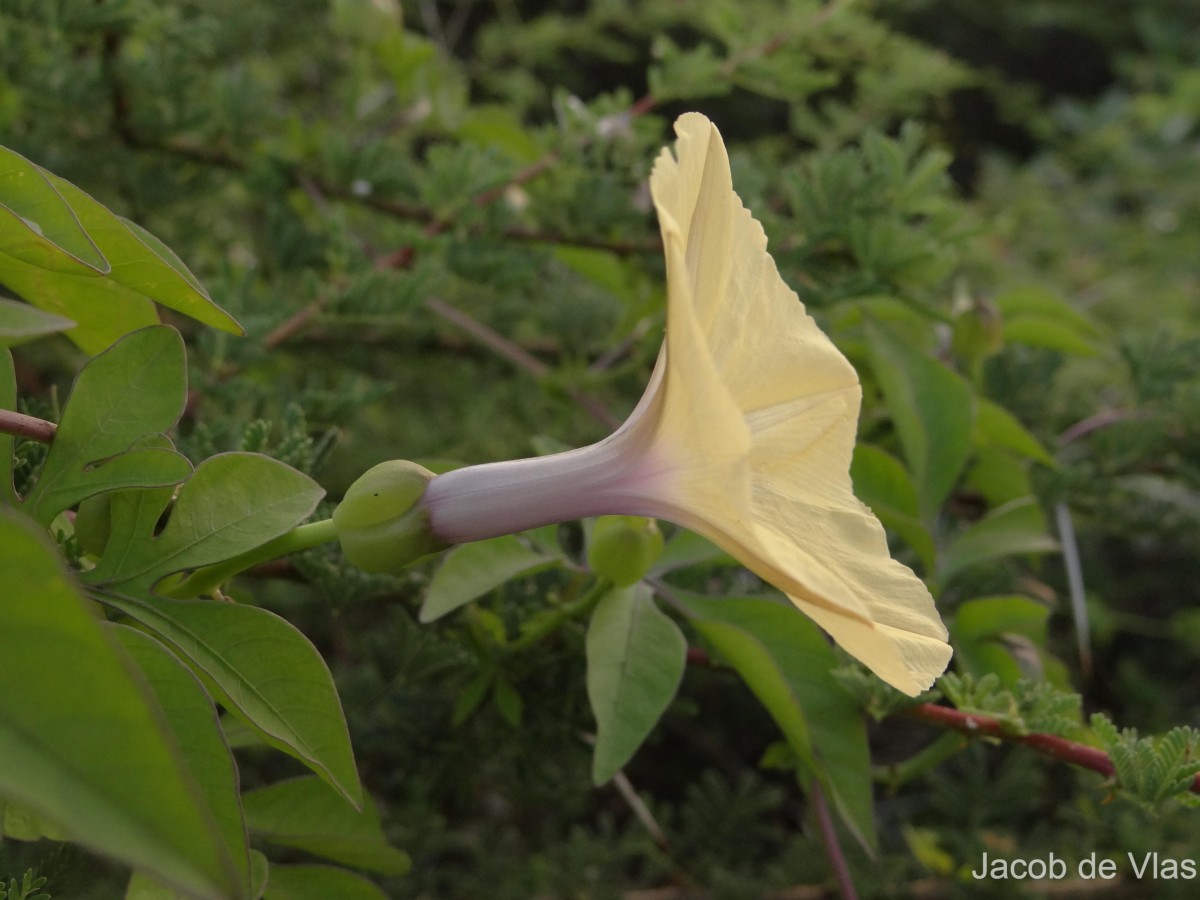 Ipomoea tuberculata Ker Gawl.